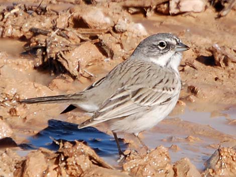 Sage Sparrow (Amphispiza belli)