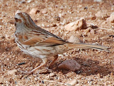 Song Sparrow (Melospiza melodia)