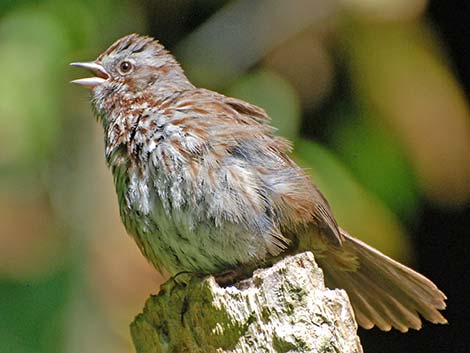 Song Sparrow (Melospiza melodia)