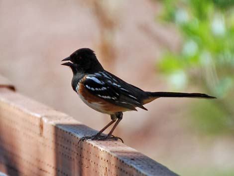 Spotted Towhee (Pipilo maculatus)