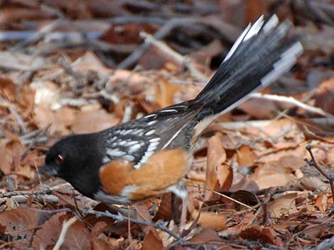 Spotted Towhee (Pipilo maculatus)