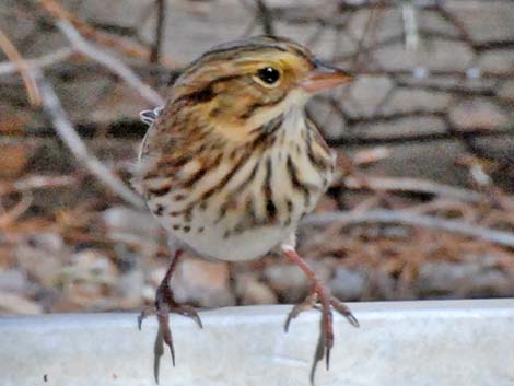 Savannah Sparrow (Passerculus sandwichensis)