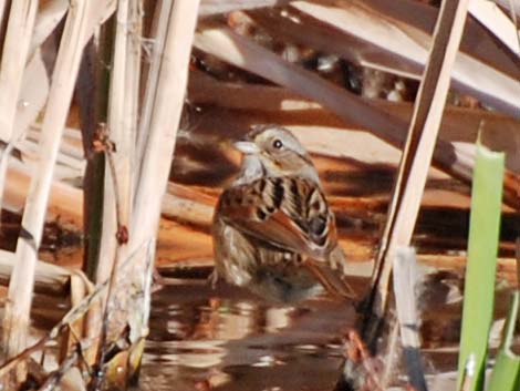 Swamp Sparrow (Melospiza georgiana)