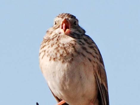 Vesper Sparrow (Pooecetes gramineus)