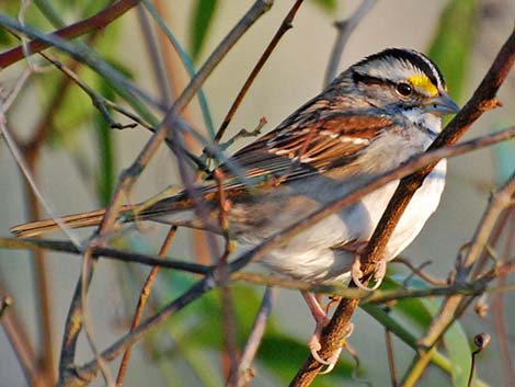 White-throated Sparrow (Zonotrichia albicollis)