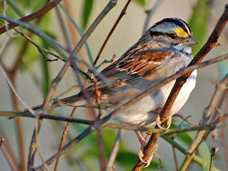 White-throated Sparrow (Zonotrichia albicollis)