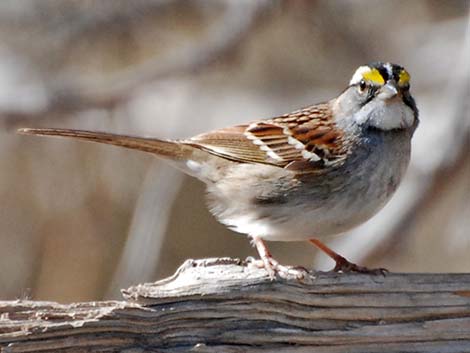 White-throated Sparrow (Zonotrichia albicollis)