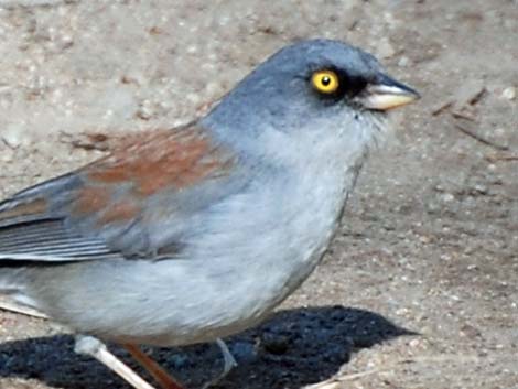 Yellow-eyed Junco (Junco phaeonotus)