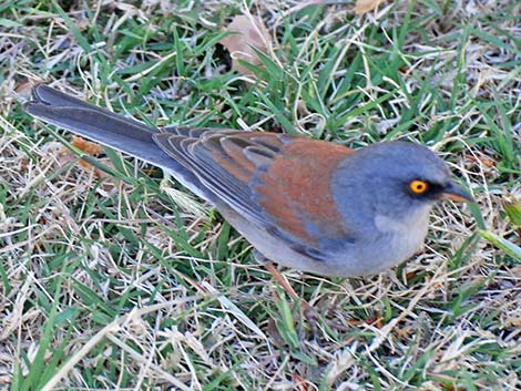 Yellow-eyed Junco (Junco phaeonotus)