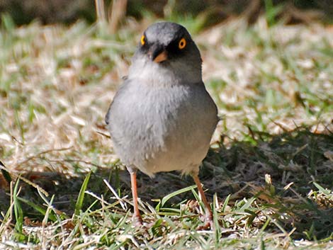 Yellow-eyed Junco (Junco phaeonotus)