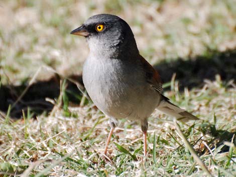 Yellow-eyed Junco (Junco phaeonotus)