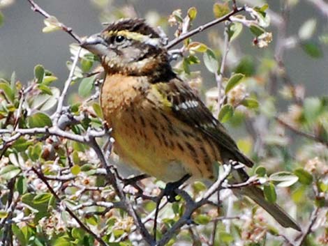 Black-headed Grosbeak (Pheucticus melanocephalus)