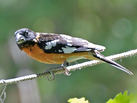 Cardinalidae, Black-headed Grosbeak