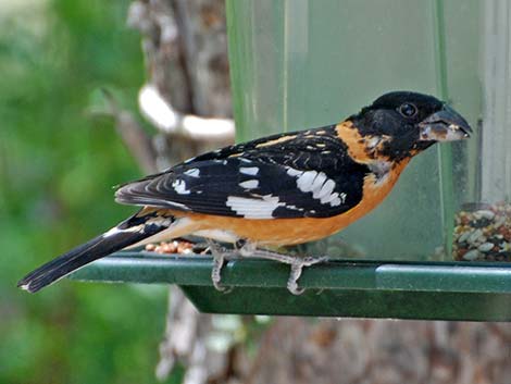 Black-headed Grosbeak (Pheucticus melanocephalus)