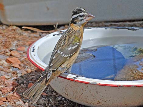 Black-headed Grosbeak (Pheucticus melanocephalus)