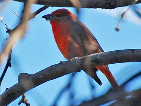 Hepatic Tanager (Piranga flava)