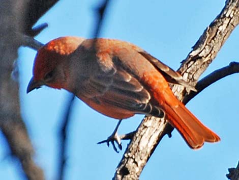 Hepatic Tanager (Piranga flava)