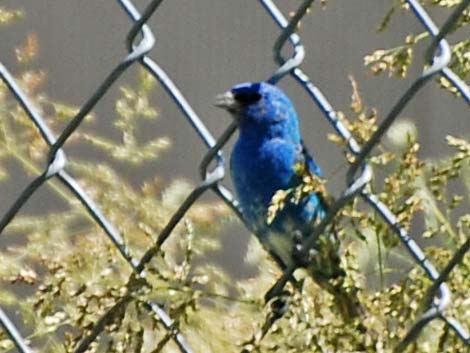 Indigo Bunting (Passerina cyanea)