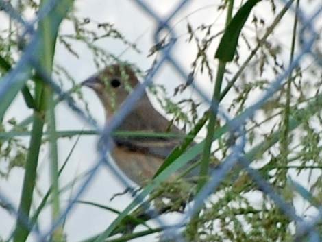 Indigo Bunting (Passerina cyanea)