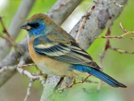 Lazuli Bunting (Passerina amoena)