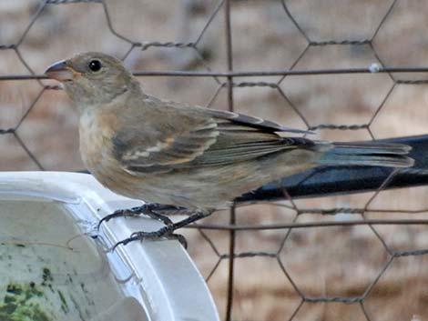 Lazuli Bunting (Passerina amoena)