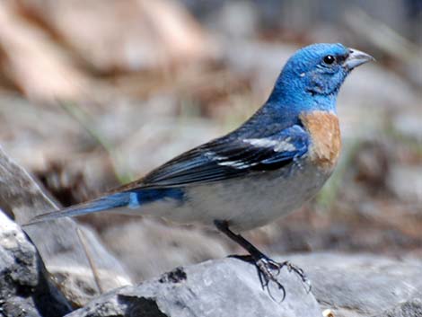 Lazuli Bunting (Passerina amoena)