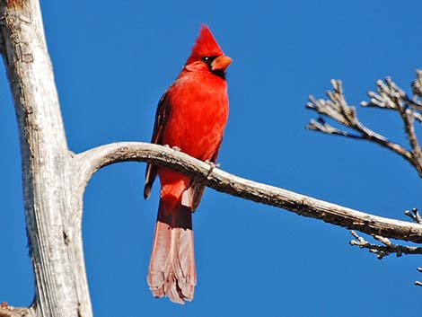 Northern Cardinal (Cardinalis cardinalis)