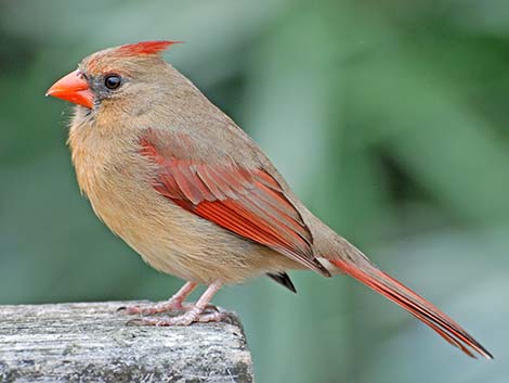 Northern Cardinal (Cardinalis cardinalis)