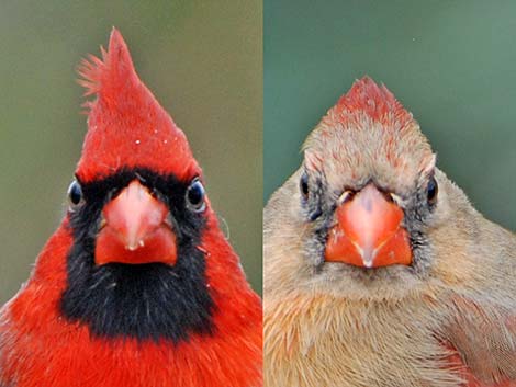 Northern Cardinal (Cardinalis cardinalis)