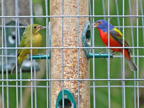 Painted Bunting (Passerina ciris)