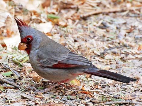 Pyrrhuloxia (Cardinalis sinuatus)