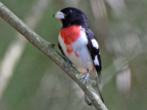 Rose-breasted Grosbeak (Pheucticus ludovicianus)