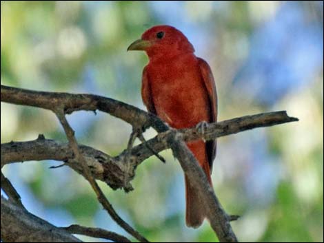 Summer Tanager (Piranga rubra)