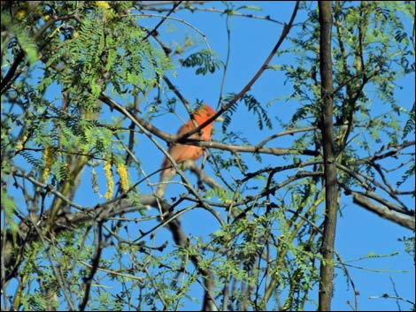 Summer Tanager (Piranga rubra)