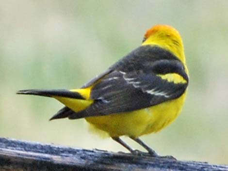 Western Tanager (Piranga ludoviciana)