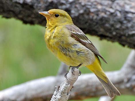 Western Tanager (Piranga ludoviciana)