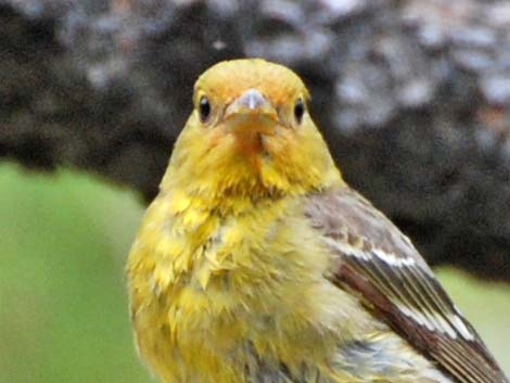 Western Tanager (Piranga ludoviciana)