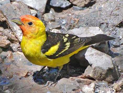 Western Tanager (Piranga ludoviciana)