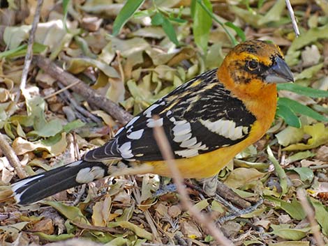 Yellow Grosbeak (Pheucticus chrysopeplus)