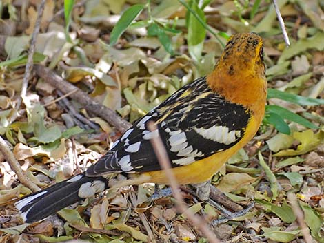 Yellow Grosbeak (Pheucticus chrysopeplus)