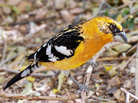 Yellow Grosbeak (Pheucticus chrysopeplus)