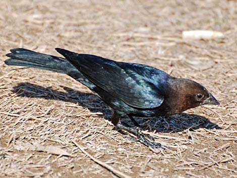 Brown-headed Cowbird (Molothrus ater)