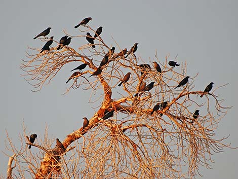 Brewer’s Blackbird (Euphagus cyanocephalus)