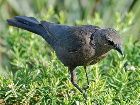 Brewer's Blackbird (Euphagus cyanocephalus)