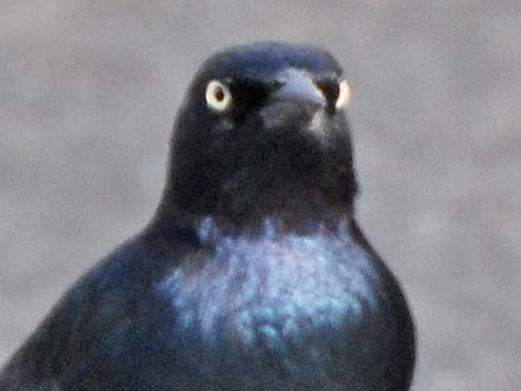 Brewer's Blackbird (Euphagus cyanocephalus)