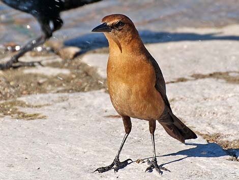 Boat-tailed Grackle (Quiscalus major)