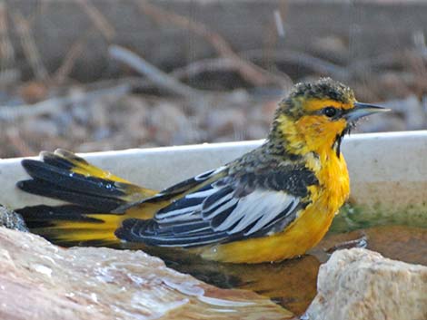 Bullock's Oriole (Icterus bullockii)