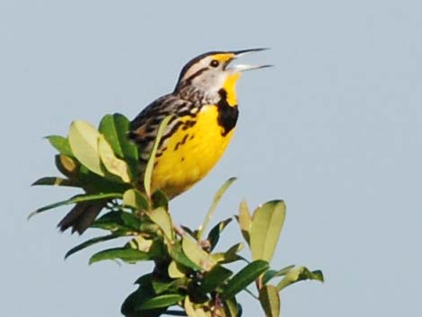 Eastern Meadowlark (Sturnella magna)