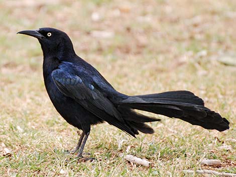 Icteridae, Great-tailed Grackle (Quiscalus mexicanus)