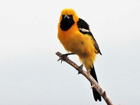 Hooded Oriole (Icterus cucullatus)